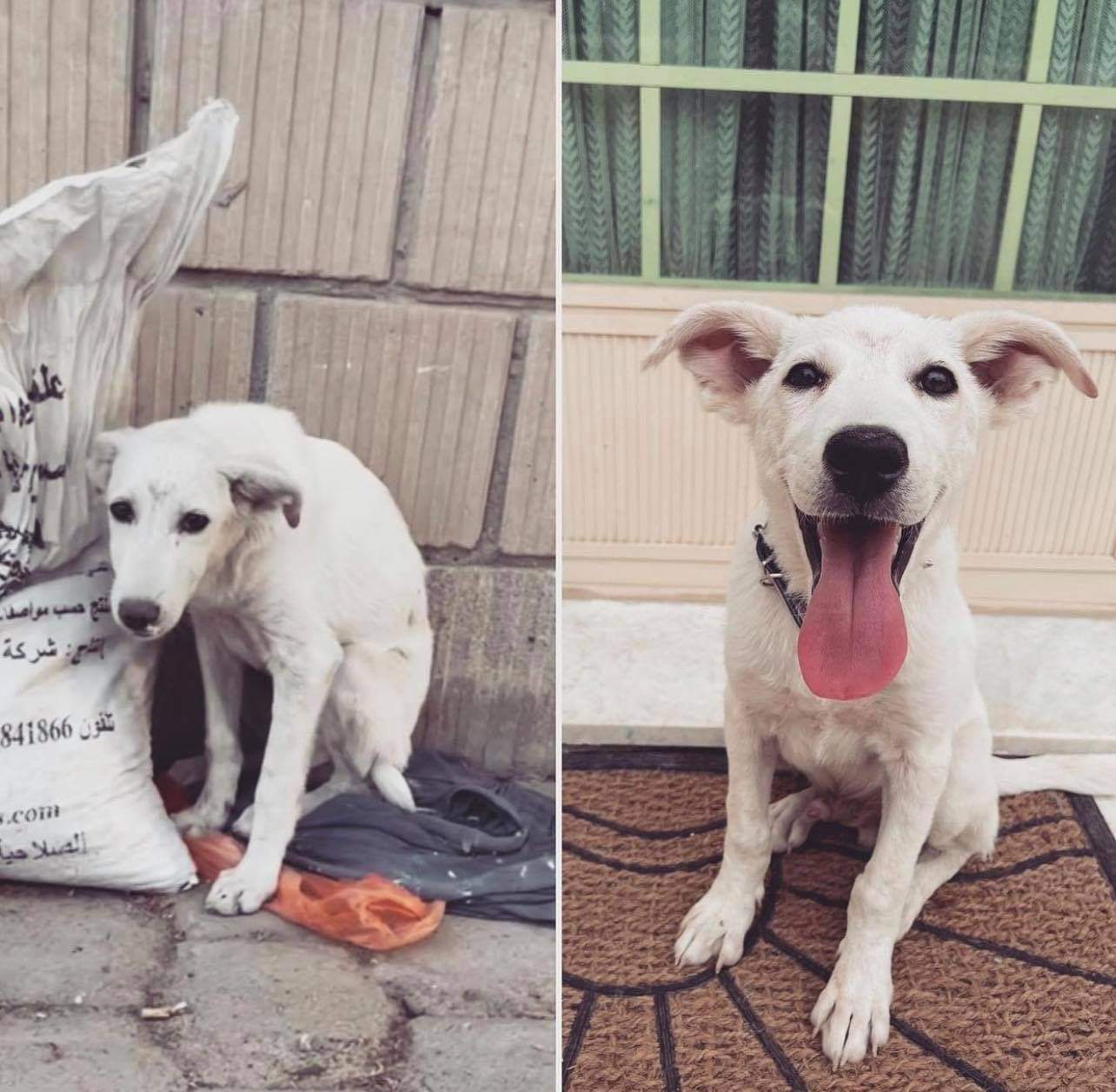 Behrooz, a Adoptable mixed breed in New Kensington, PA image 1/12