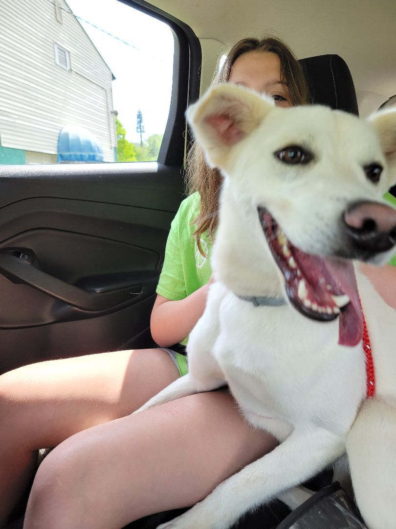 Behrooz, a Adoptable mixed breed in New Kensington, PA image 2/12