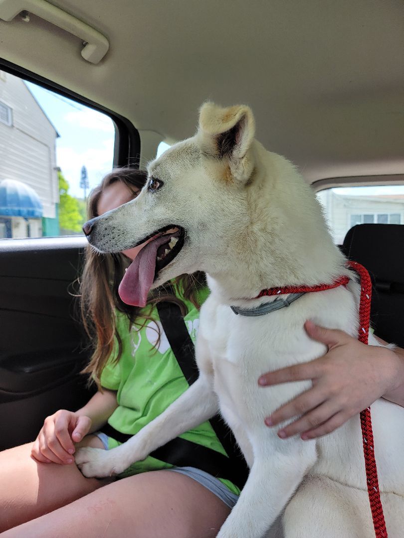 Behrooz, a Adoptable mixed breed in New Kensington, PA image 3/12