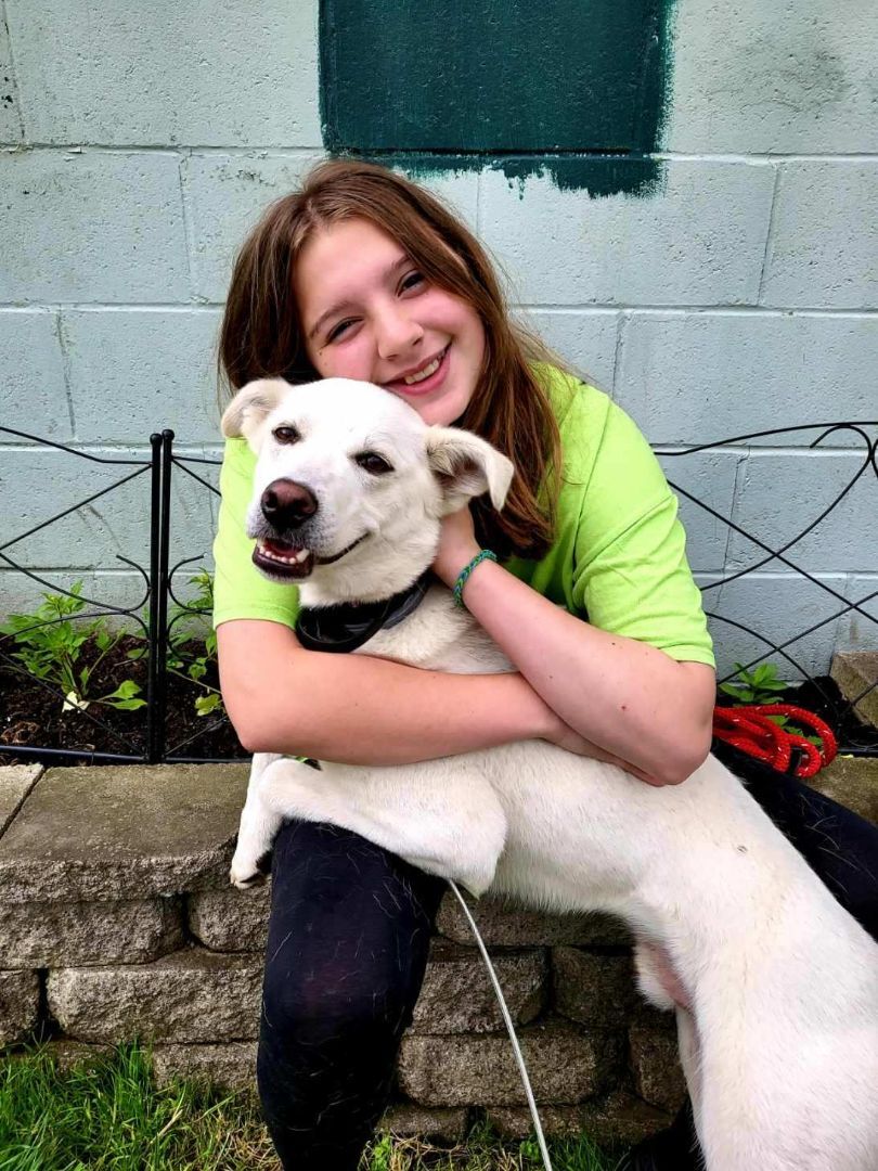 Behrooz, a Adoptable mixed breed in New Kensington, PA image 4/12