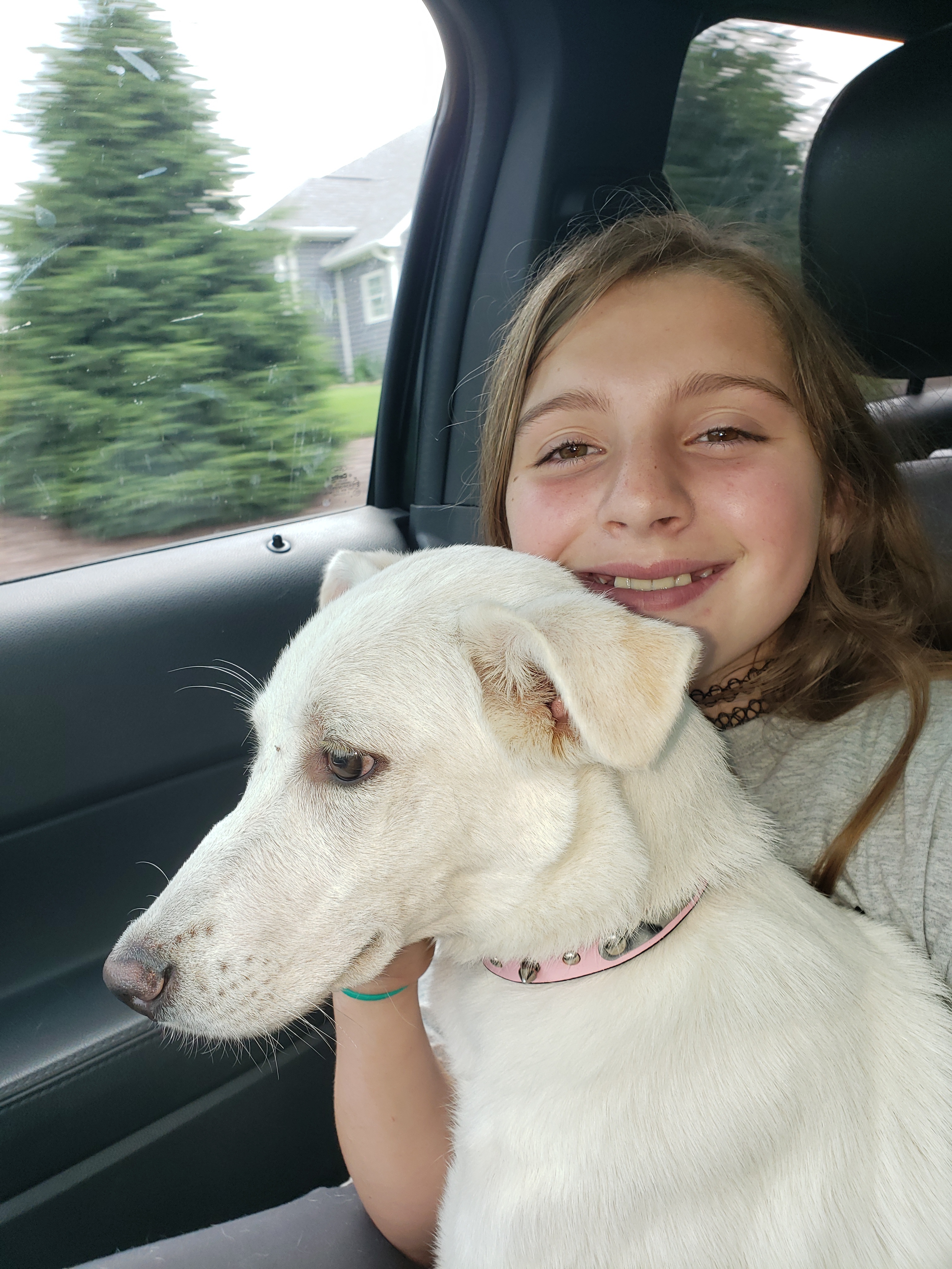 Behrooz, a Adoptable mixed breed in New Kensington, PA image 5/12