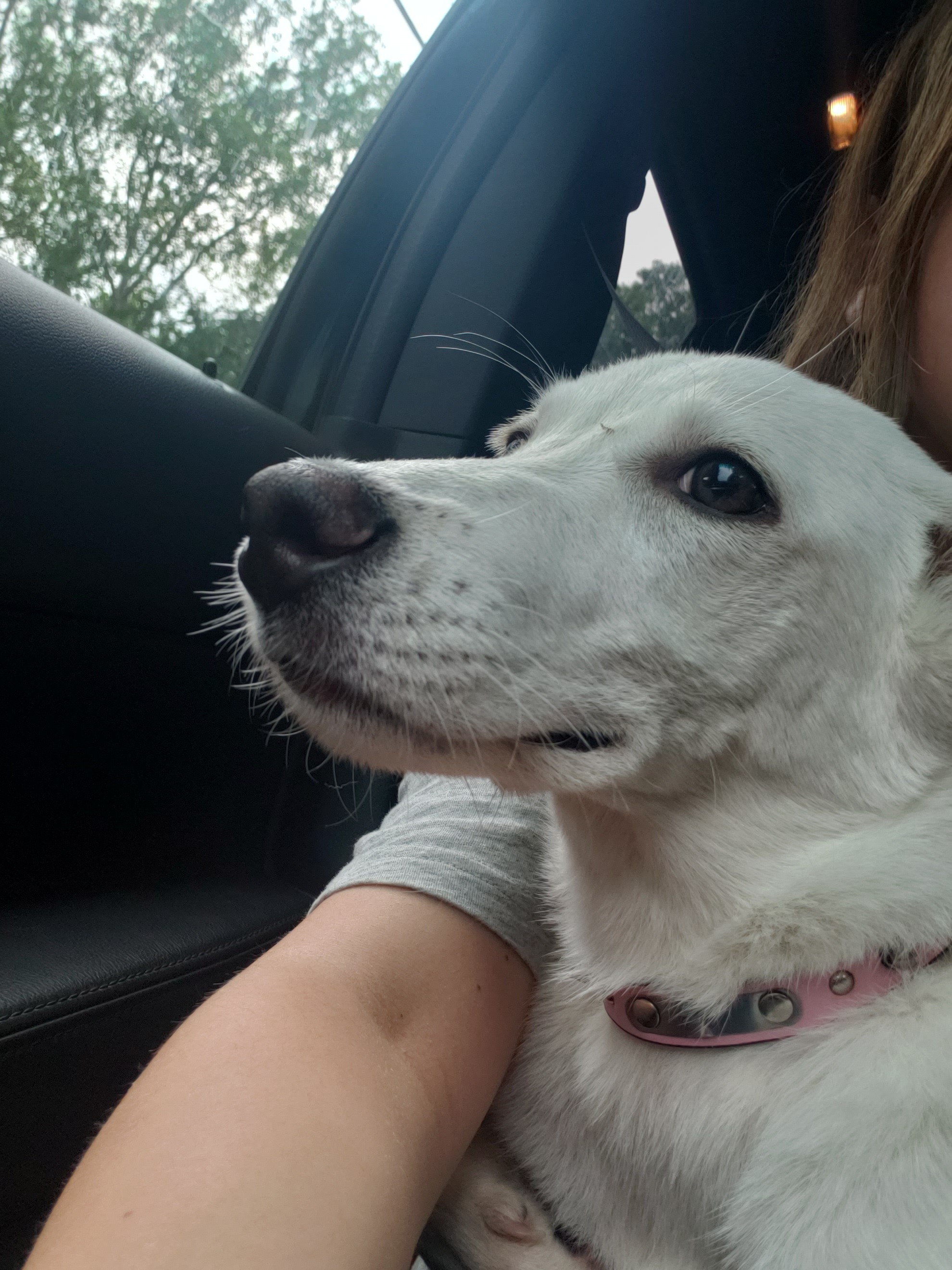 Behrooz, a Adoptable mixed breed in New Kensington, PA image 6/12