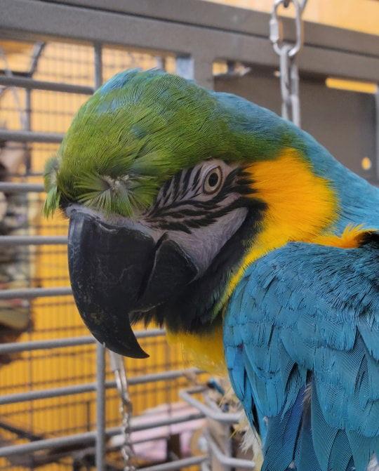 Maui, Adoptable, Adult Male Macaw.