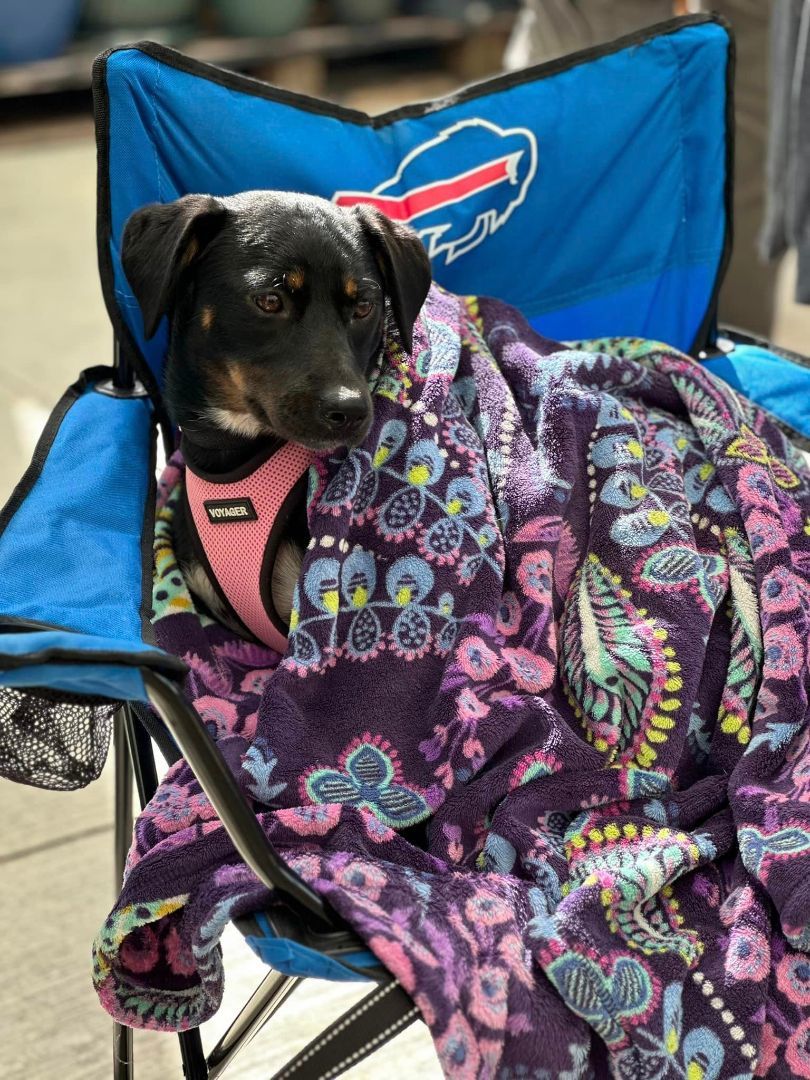 Poppy, Adoptable, Young Female Hound.