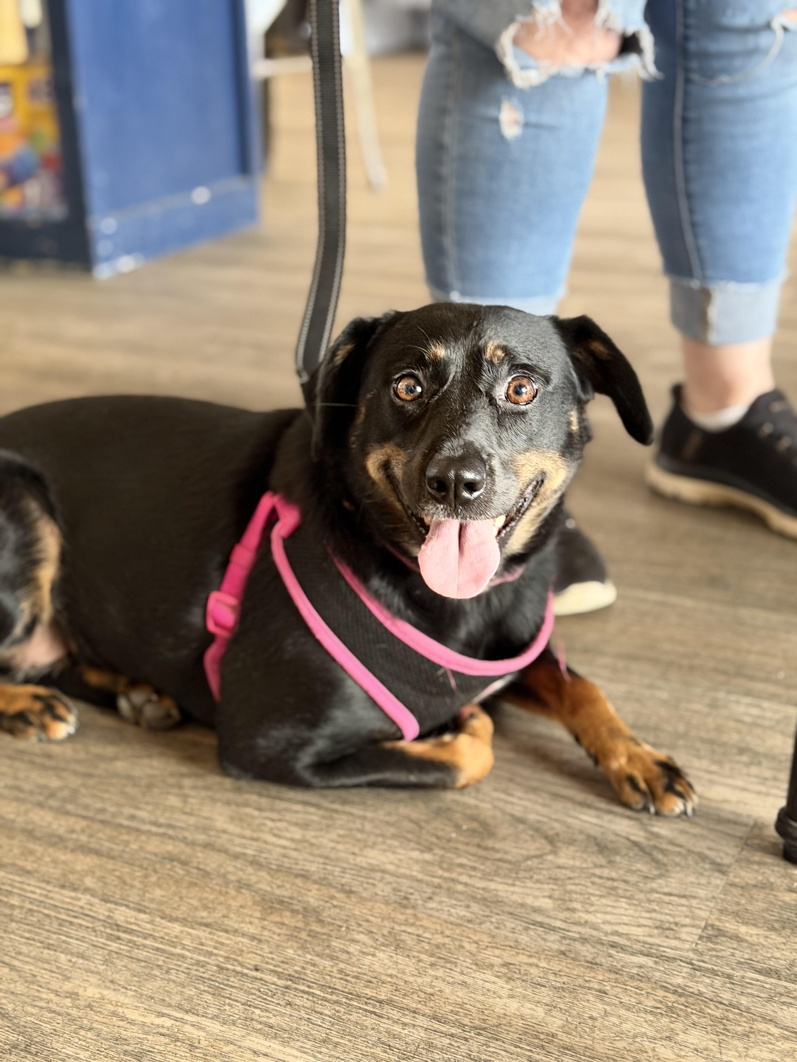 Enlarge Poppy, a Adoptable mixed breed in Buffalo, NY image 2/6