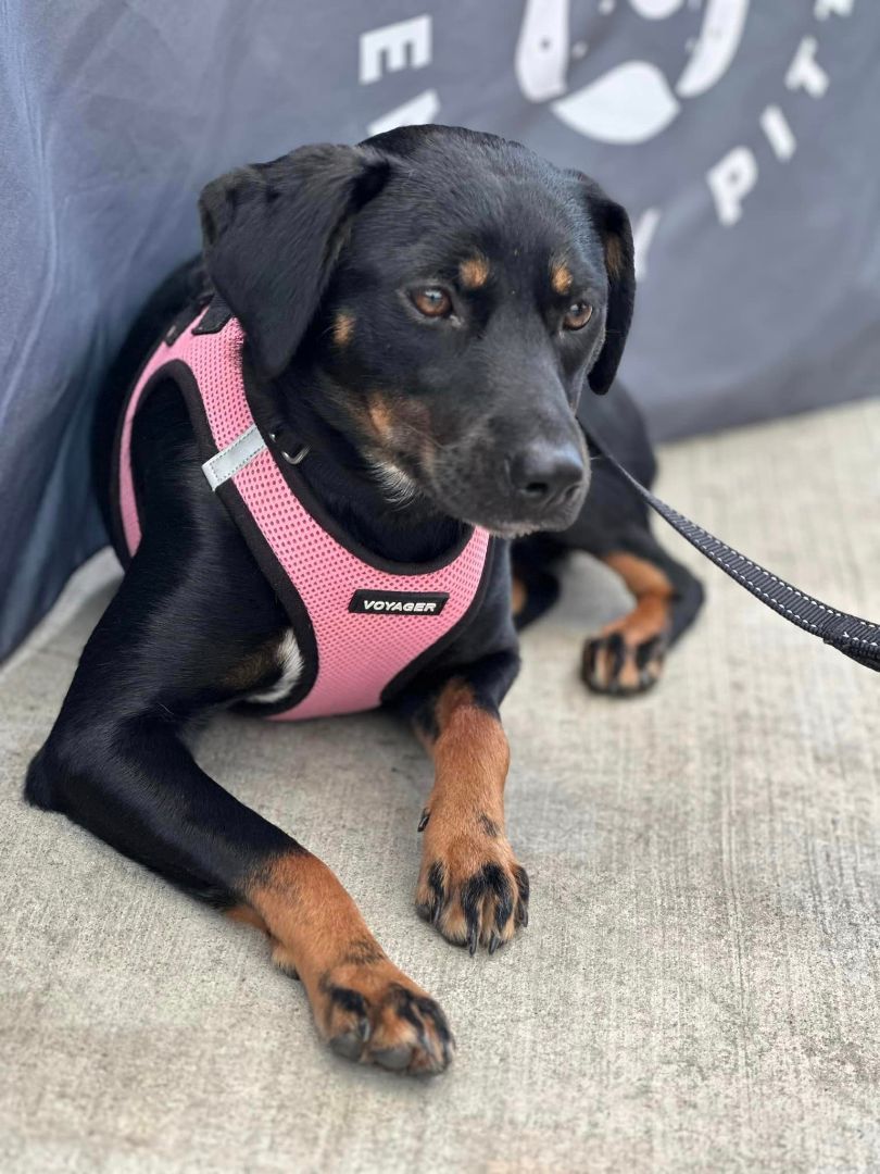 Poppy, a Adoptable mixed breed image 2/6