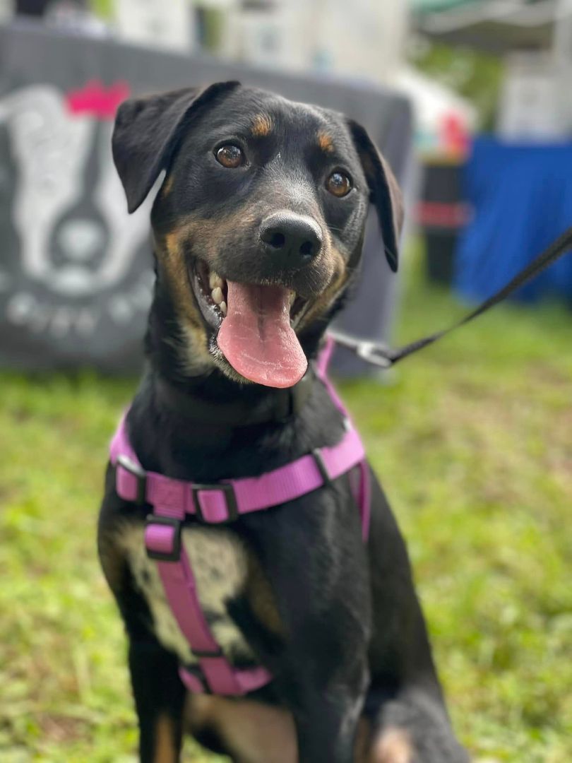 Poppy, Adoptable, Young Female Hound.