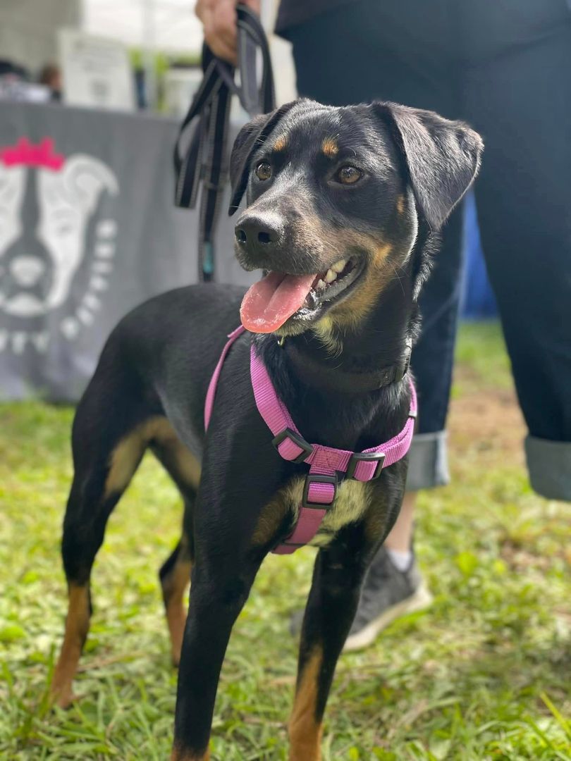 Poppy, a Adoptable mixed breed image 5/6