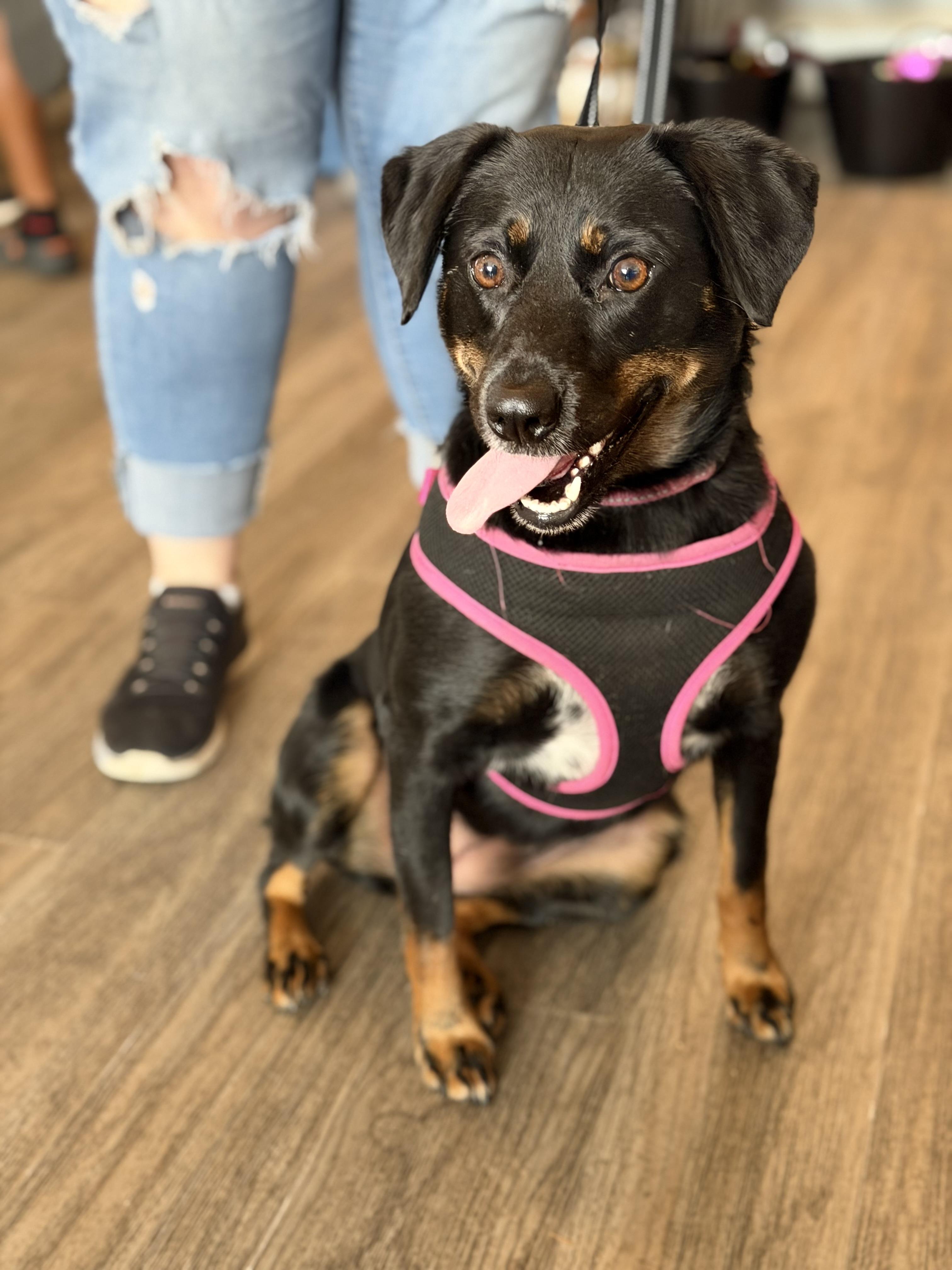 Enlarge Poppy, a Adoptable mixed breed in Buffalo, NY image 6/6