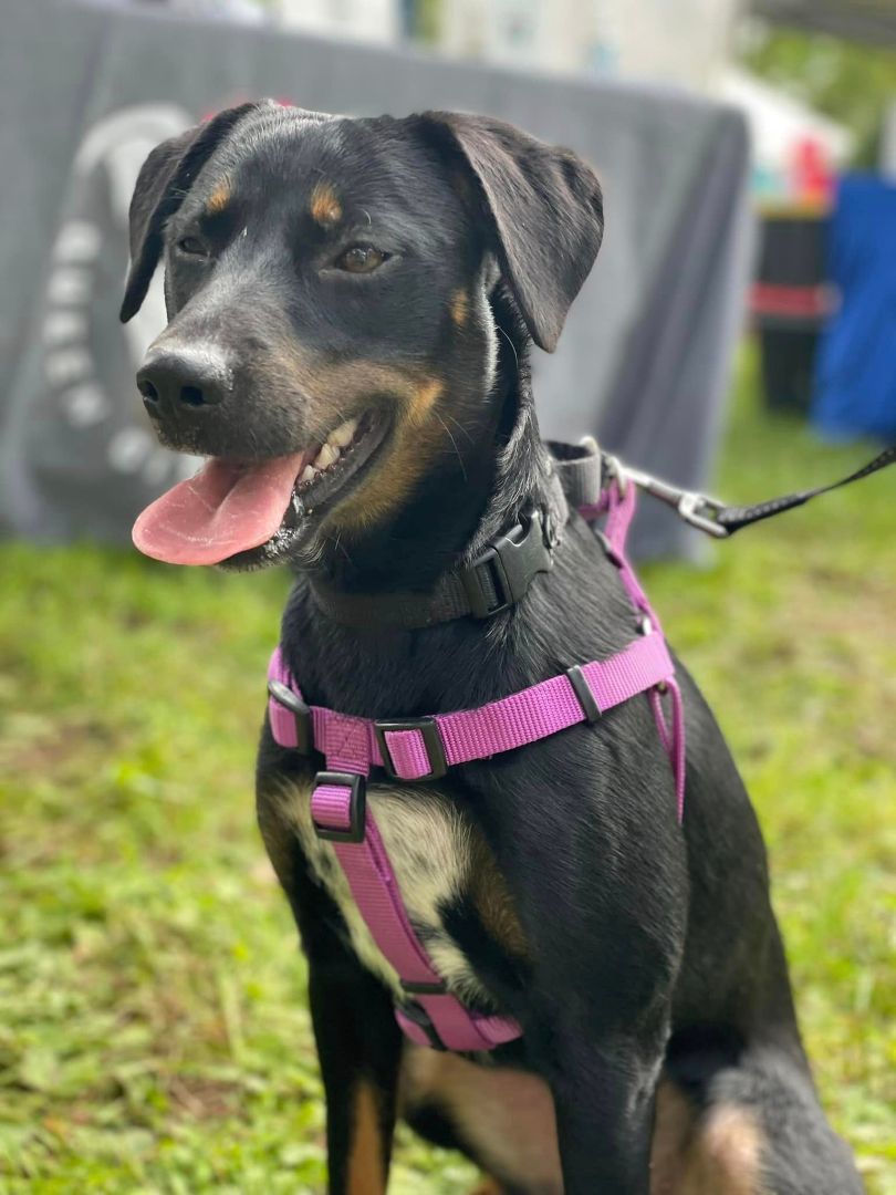 Poppy, a Adoptable mixed breed image 6/6