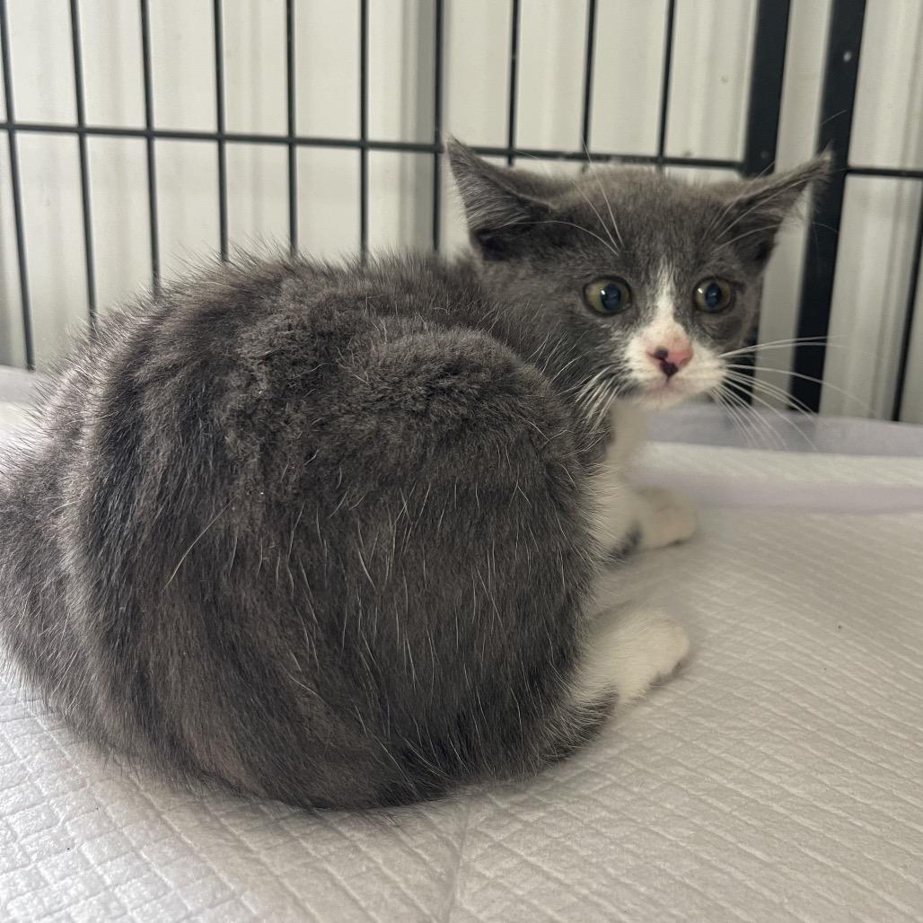 Manny, an adoptable Domestic Short Hair in Corbin, KY_image-1