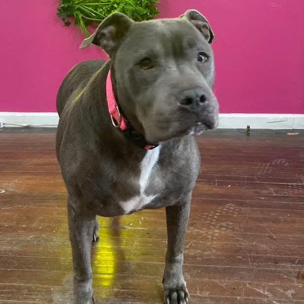 Madea, ADOPTABLE, Senior Female Pit Bull Terrier.