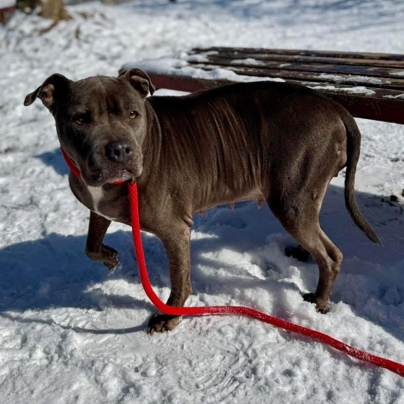 Enlarge Madea, a ADOPTABLE mixed breed in Buffalo, NY image 2/6
