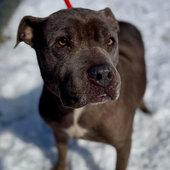 Enlarge Madea, a ADOPTABLE mixed breed in Buffalo, NY image 6/6