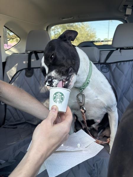 Enlarge Chi Chi, a Adoptable mixed breed in Mobile, AL image 1/1