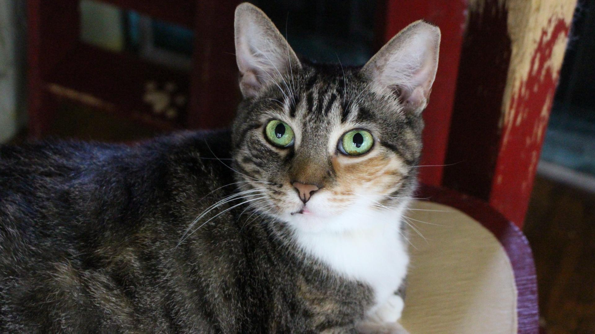 Enlarge Sky, FL., a Adoptable mixed breed in Miami Beach, FL image 1/6