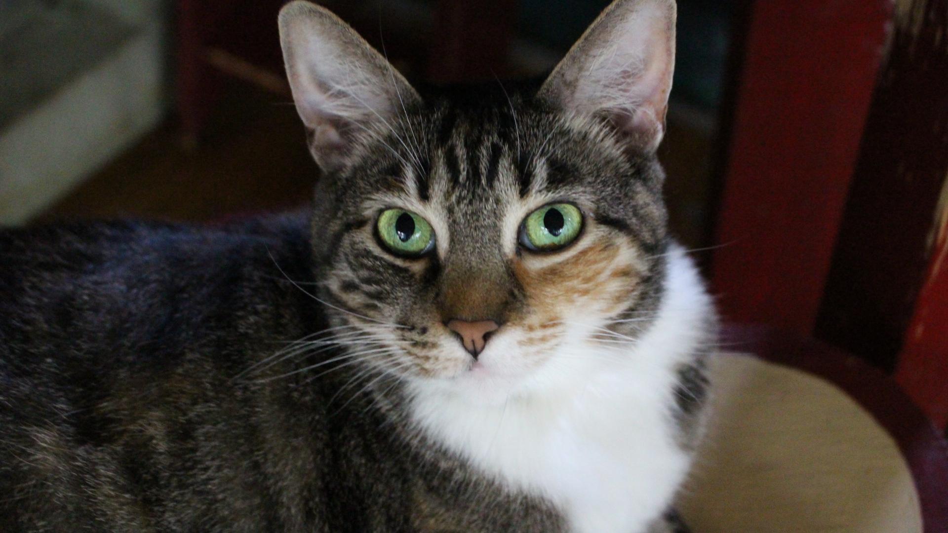 Enlarge Sky, FL., a Adoptable mixed breed in Miami Beach, FL image 2/6