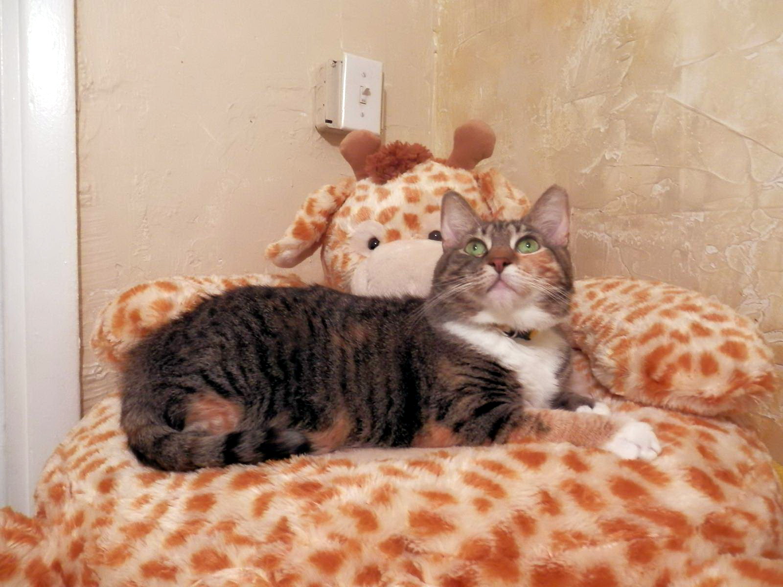 Enlarge Sky, FL., a Adoptable mixed breed in Miami Beach, FL image 3/6