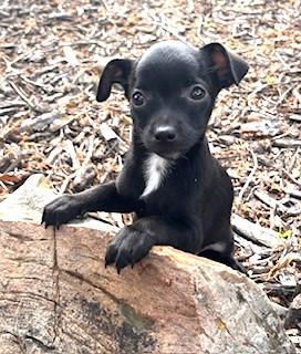 Enlarge LULU, a ADOPTABLE mixed breed in fort worth, TX image 1/2