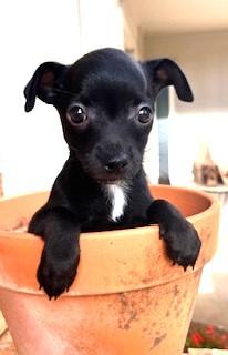 Enlarge LULU, a ADOPTABLE mixed breed in fort worth, TX image 2/2
