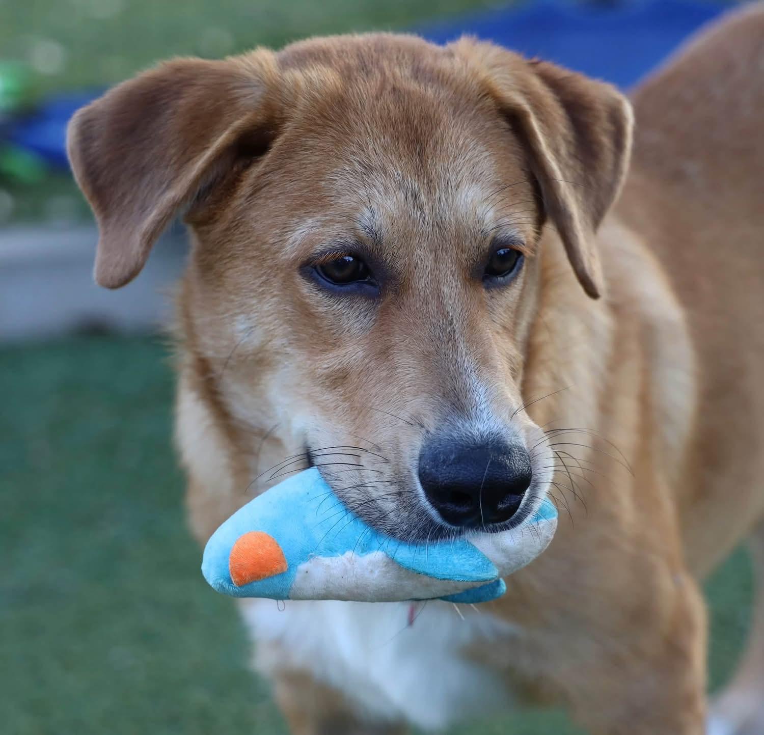 Enlarge Madison, a ADOPTABLE mixed breed in Southlake, TX image 2/6