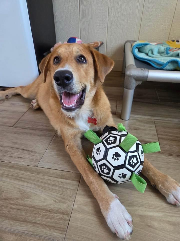 Madison, ADOPTABLE, Young Male Golden Retriever.