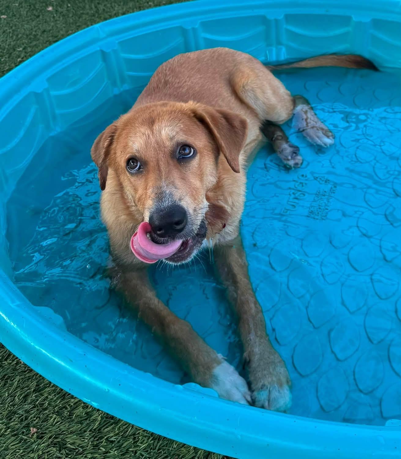 Enlarge Madison, a ADOPTABLE mixed breed in Southlake, TX image 4/6