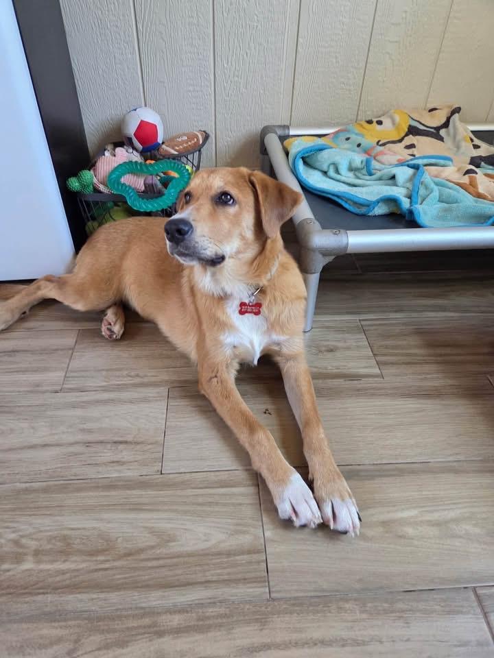 Enlarge Madison, a ADOPTABLE mixed breed in Southlake, TX image 5/6