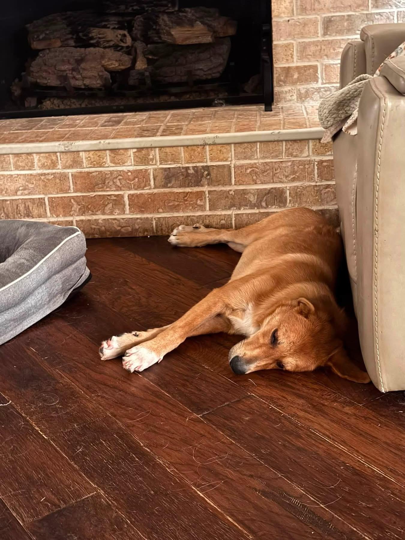 Enlarge Madison, a ADOPTABLE mixed breed in Southlake, TX image 3/6