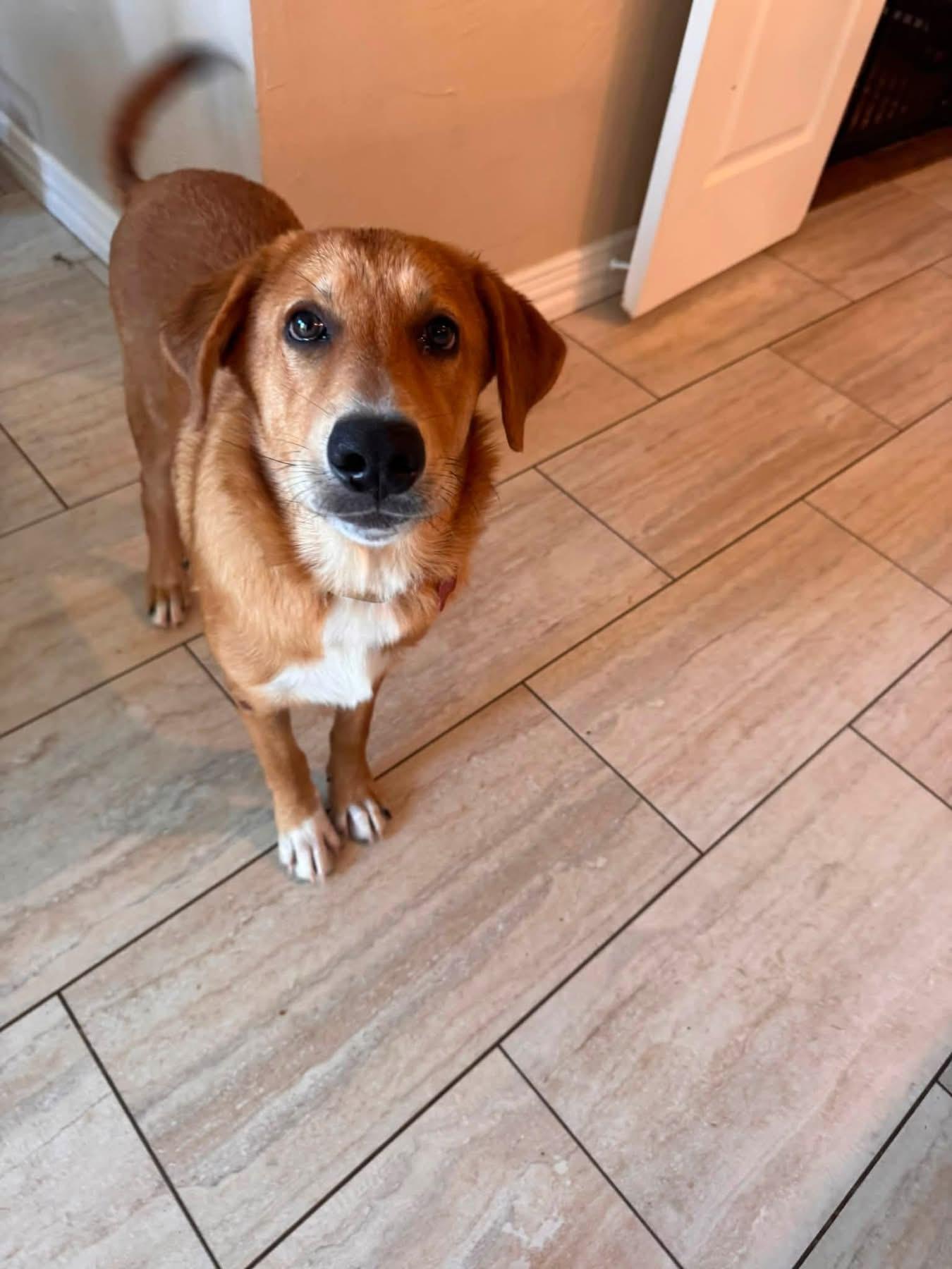 Enlarge Madison, a ADOPTABLE mixed breed in Southlake, TX image 6/6