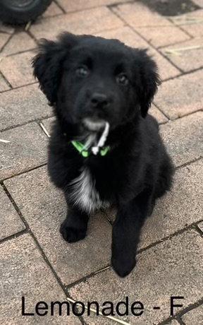 Enlarge Lemonade, a Adopted mixed breed in Hillside, IL image 1/3