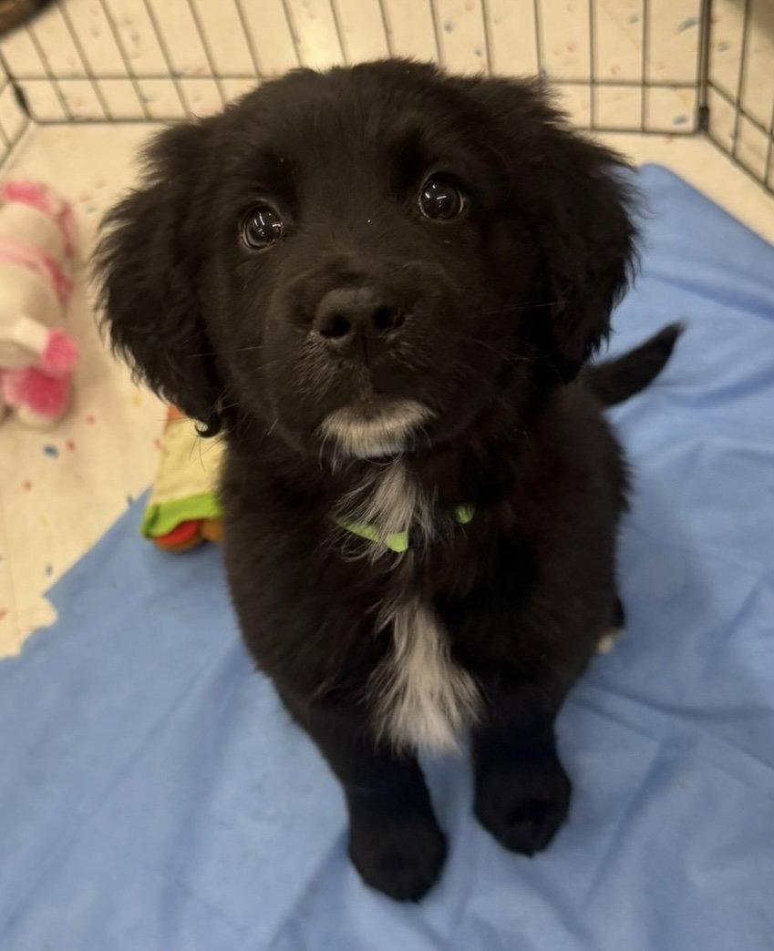 Enlarge Lemonade, a Adopted mixed breed in Hillside, IL image 2/3