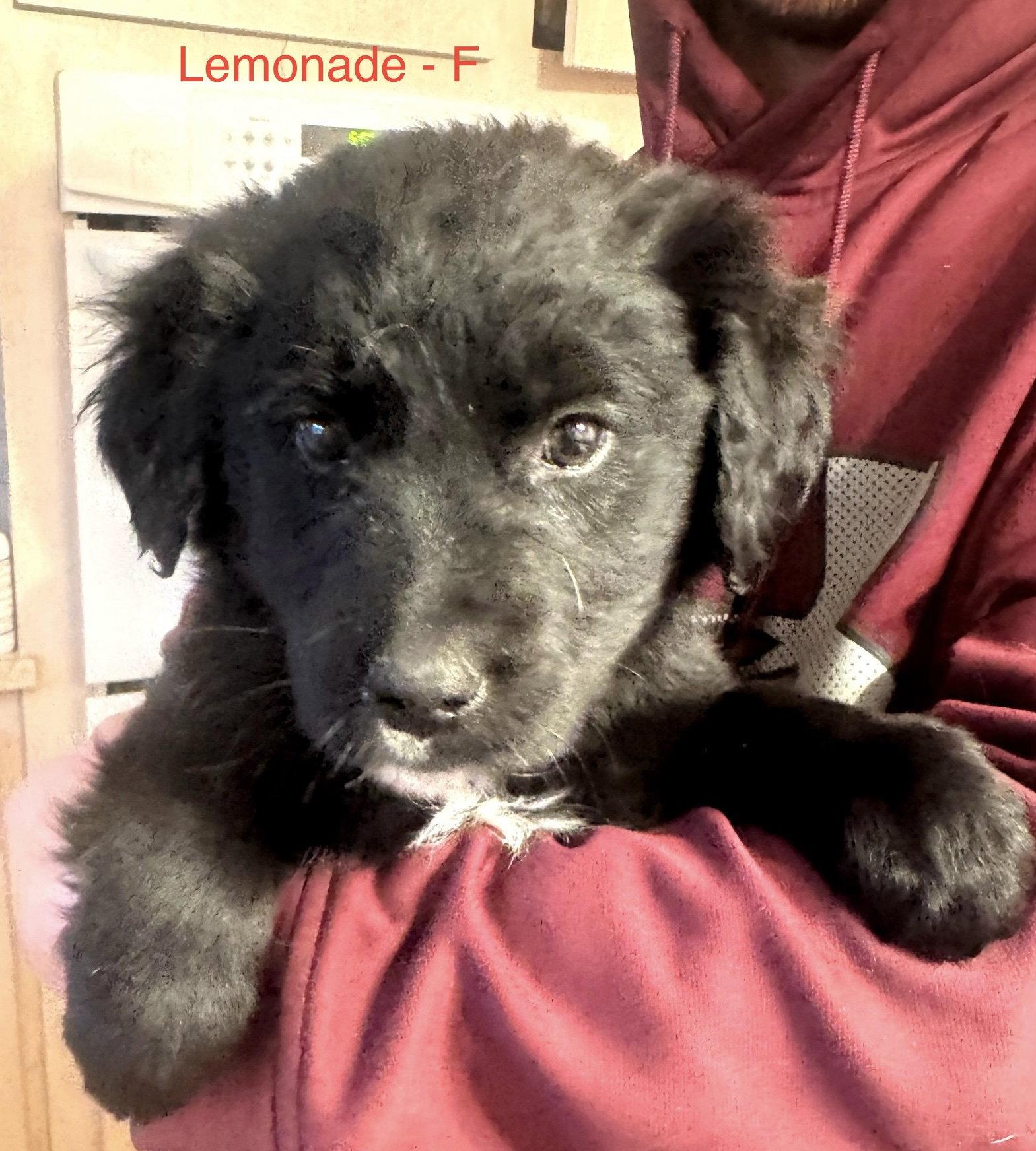 Enlarge Lemonade, a Adopted mixed breed in Hillside, IL image 3/3