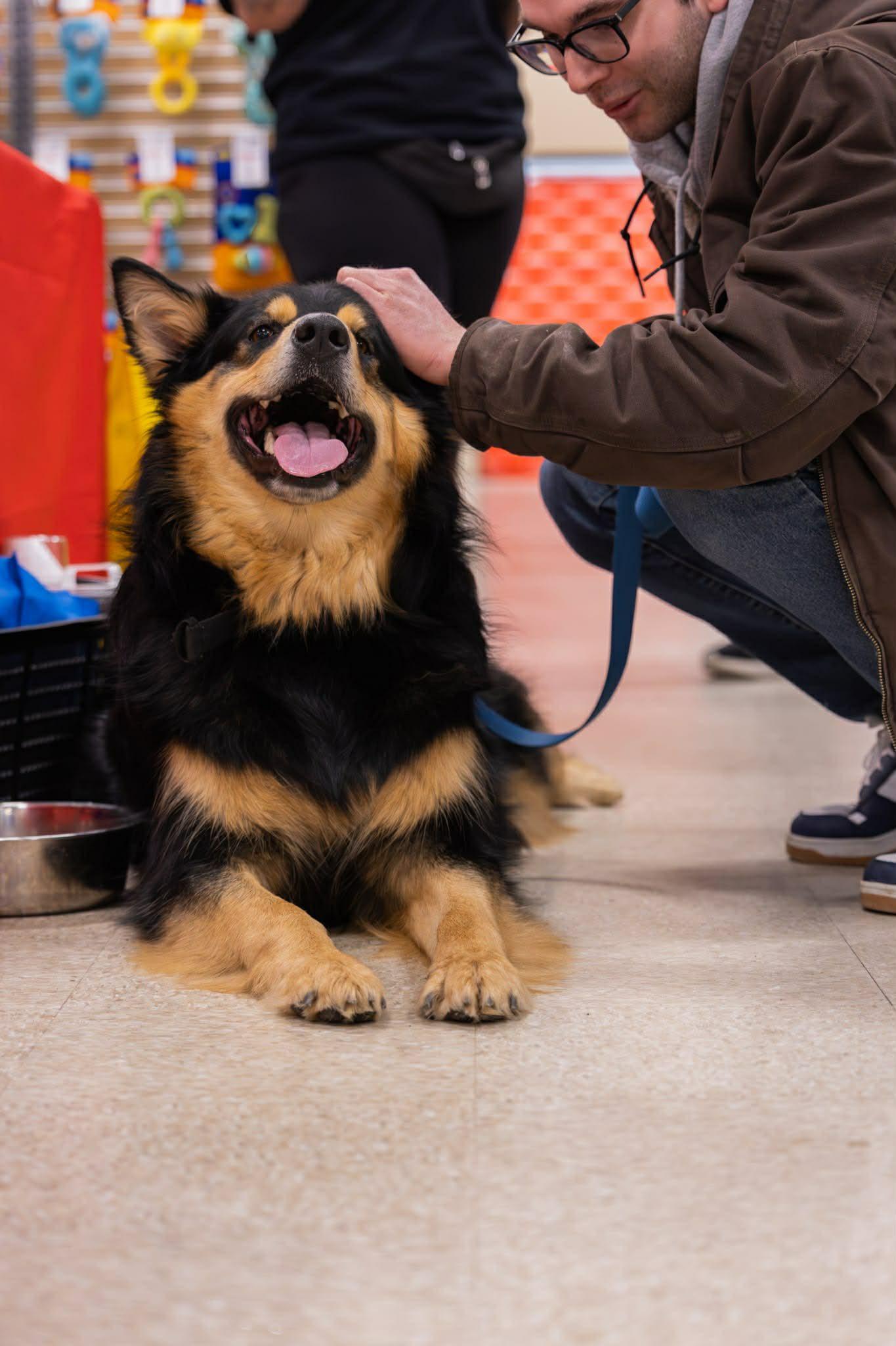 Enlarge Kobe, a ADOPTABLE mixed breed in Woodstock, ON image 6/6