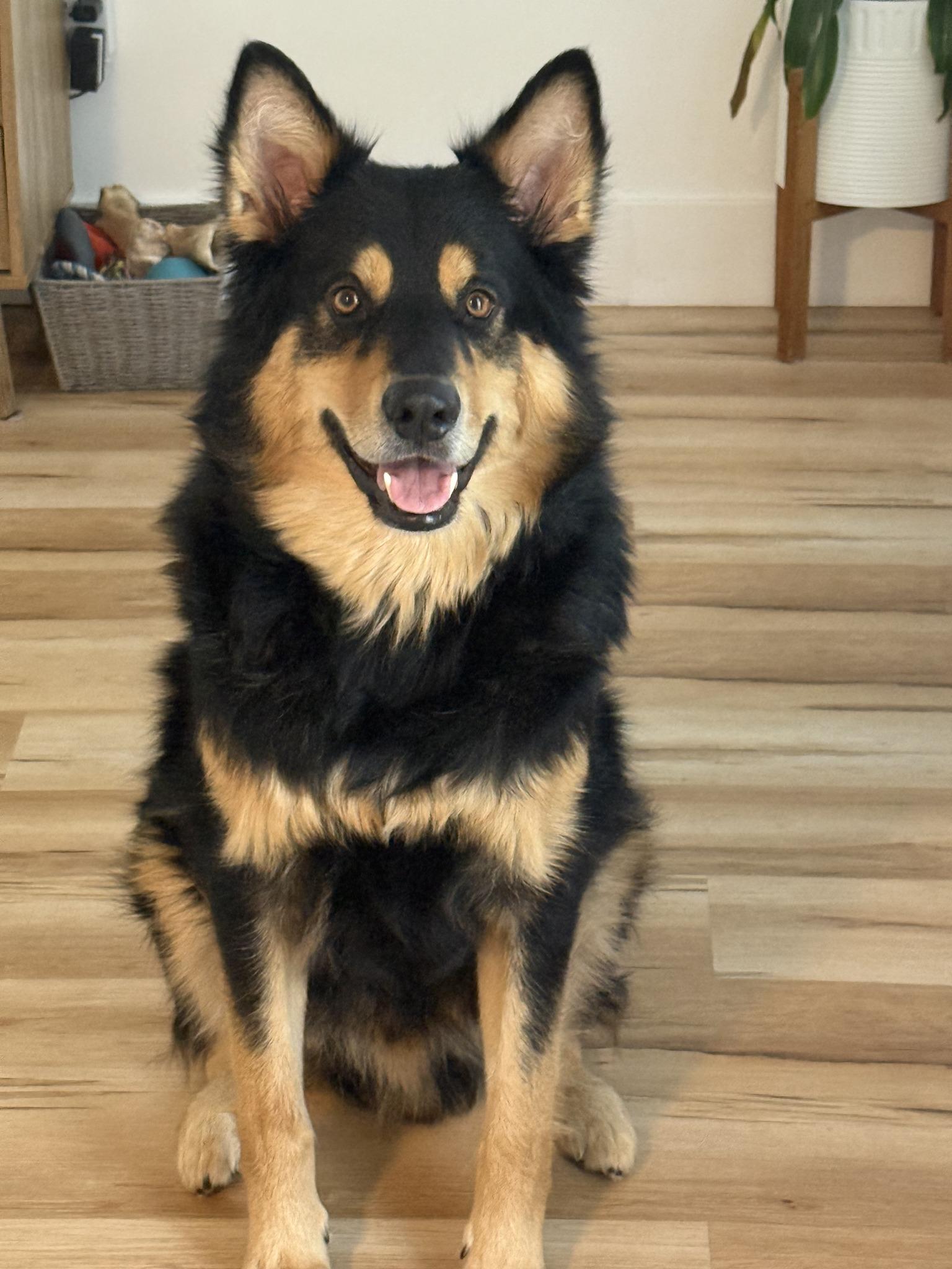 Enlarge Kobe, a ADOPTABLE mixed breed in Woodstock, ON image 3/6