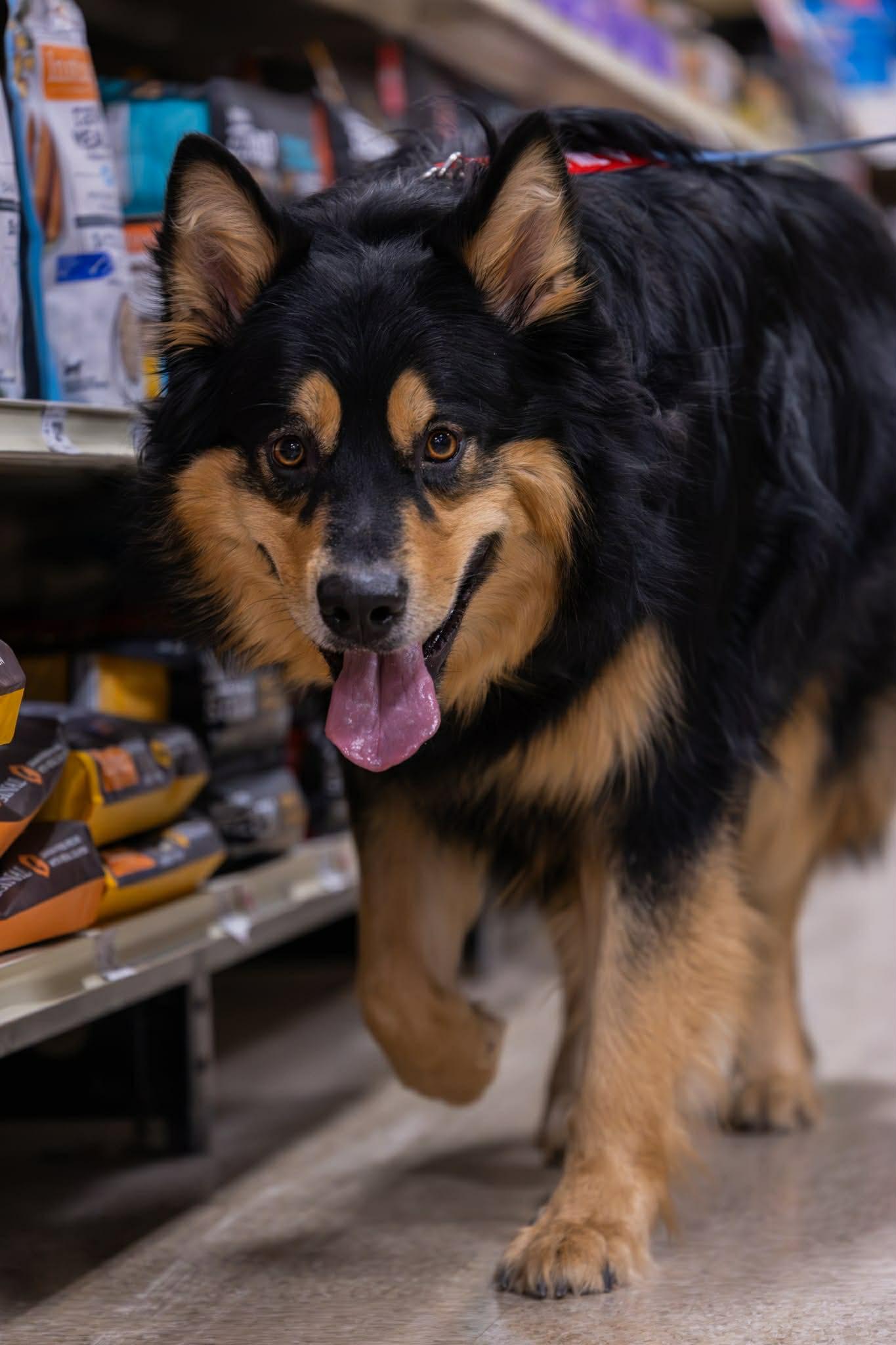 Enlarge Kobe, a ADOPTABLE mixed breed in Woodstock, ON image 1/6