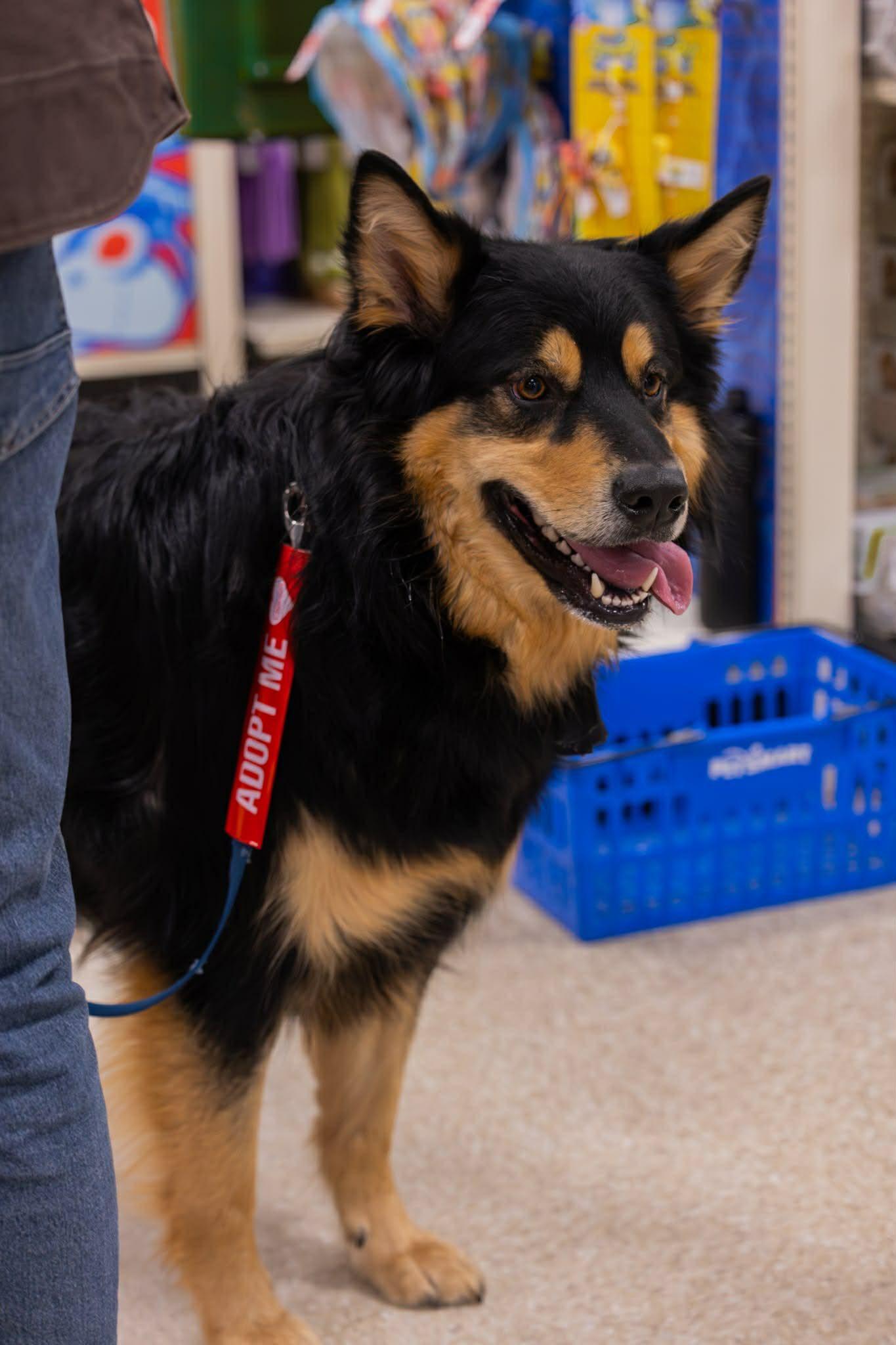 Enlarge Kobe, a ADOPTABLE mixed breed in Woodstock, ON image 5/6