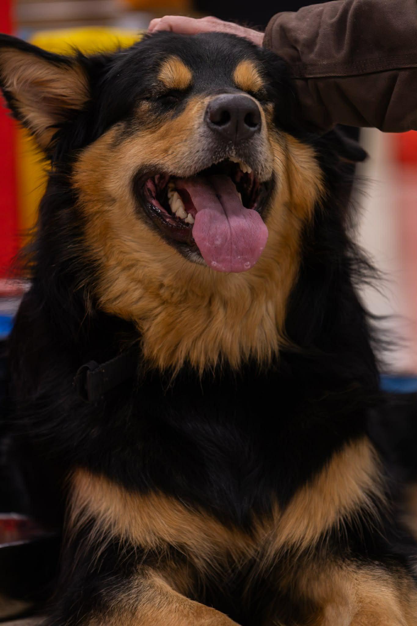 Enlarge Kobe, a ADOPTABLE mixed breed in Woodstock, ON image 4/6
