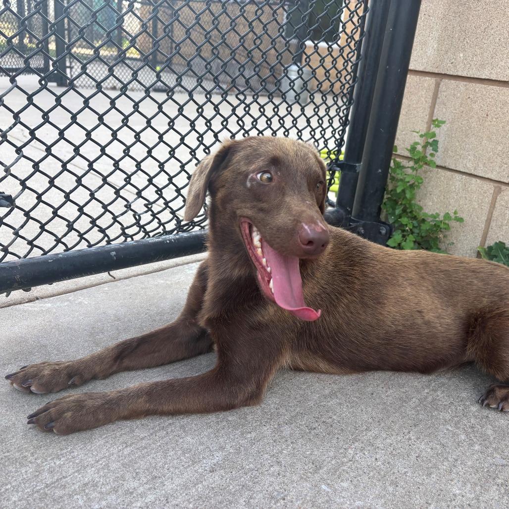Coco, Adoptable, Adult Male Chocolate Labrador Retriever & Mixed Breed.