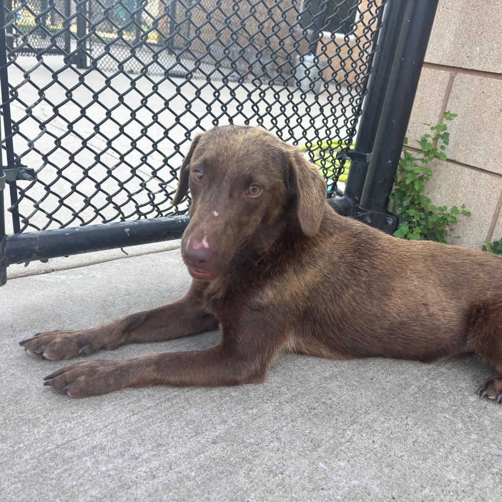 Enlarge Coco, a Adoptable mixed breed in Bend, OR image 2/6