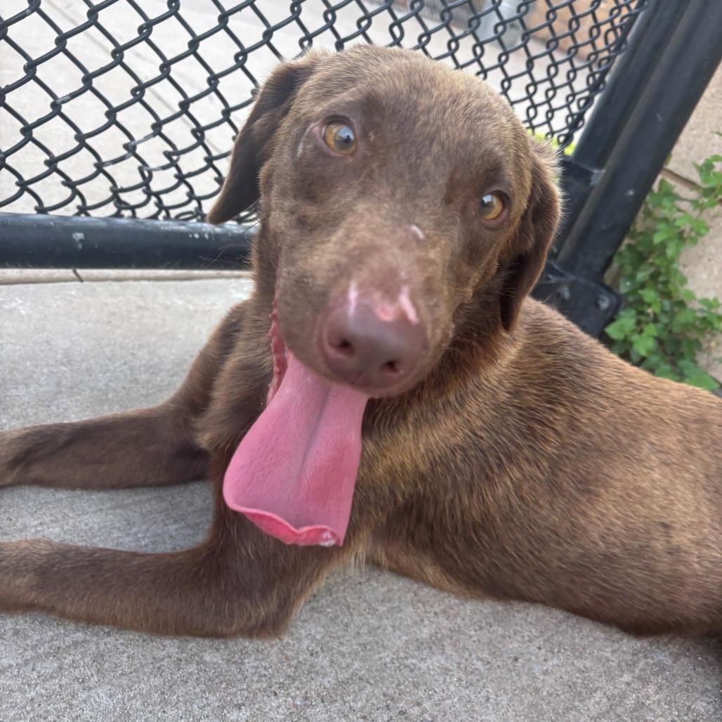 Enlarge Coco, a Adoptable mixed breed in Bend, OR image 3/6