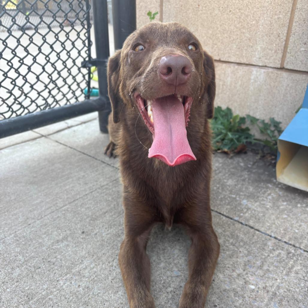 Enlarge Coco, a Adoptable mixed breed in Bend, OR image 4/6