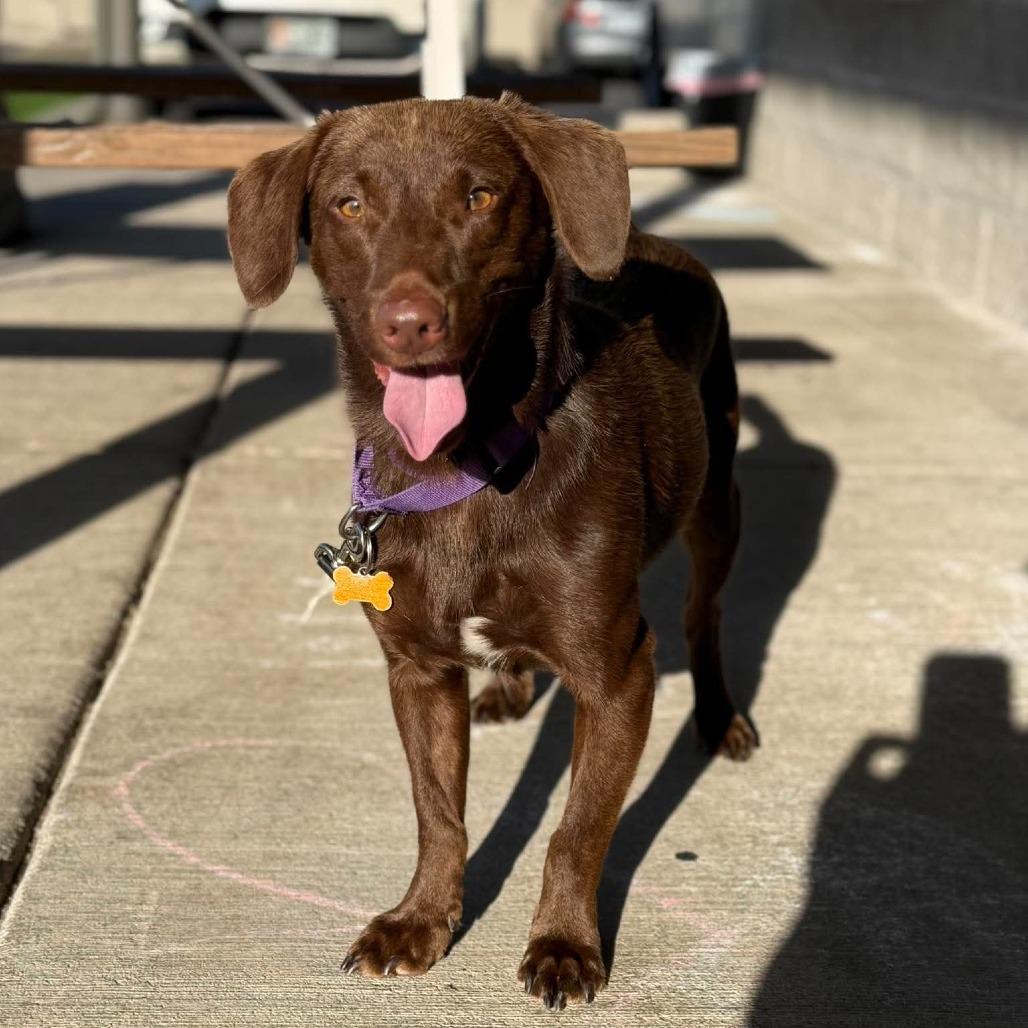 Enlarge Coco, a Adoptable mixed breed in Bend, OR image 5/6