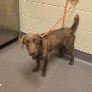 Enlarge Coco, a Adoptable mixed breed in Bend, OR image 6/6