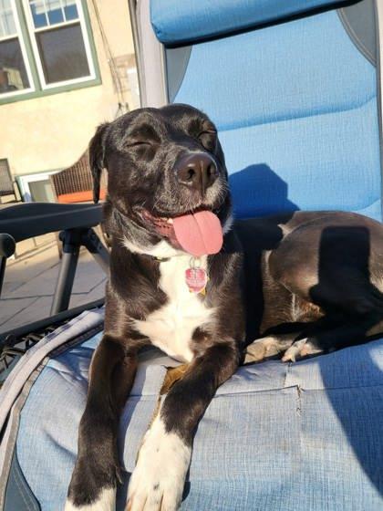 Enlarge Taco, a Adoptable mixed breed in Madison, WI image 2/3