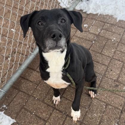 Enlarge Taco, a Adoptable mixed breed in Madison, WI image 3/3