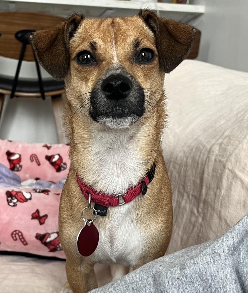 Timmy, Adoptable, Young Male Chihuahua & Terrier.