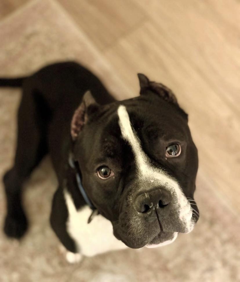 Enlarge Dixon, a ADOPTABLE mixed breed in Philadelphia, PA image 1/6