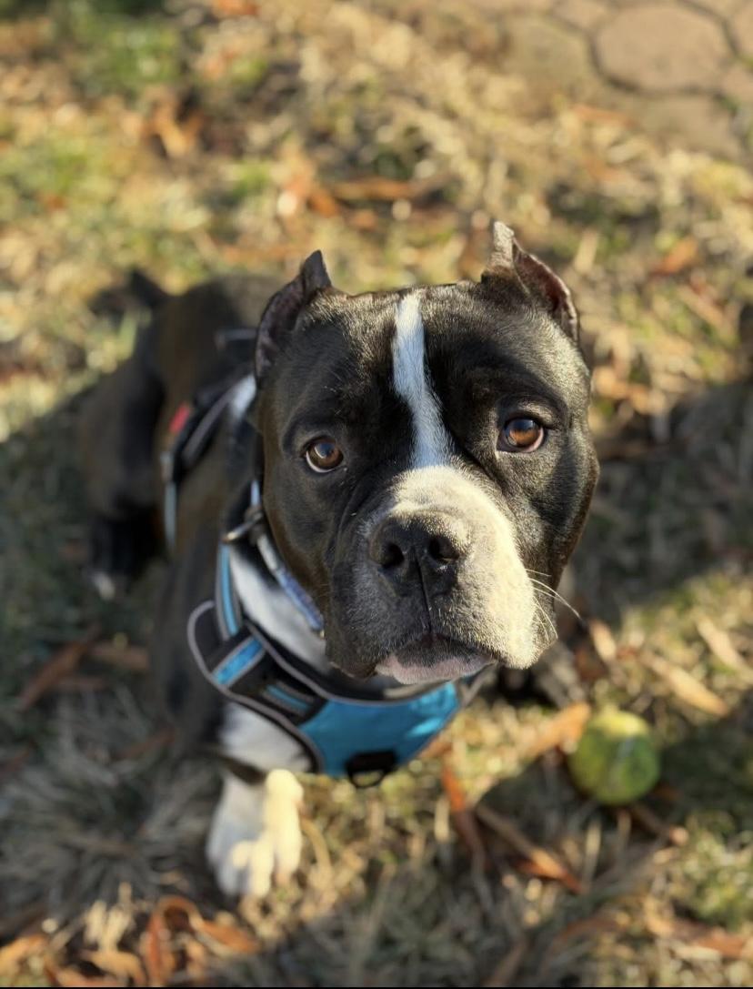 Enlarge Dixon, a ADOPTABLE mixed breed in Philadelphia, PA image 3/6