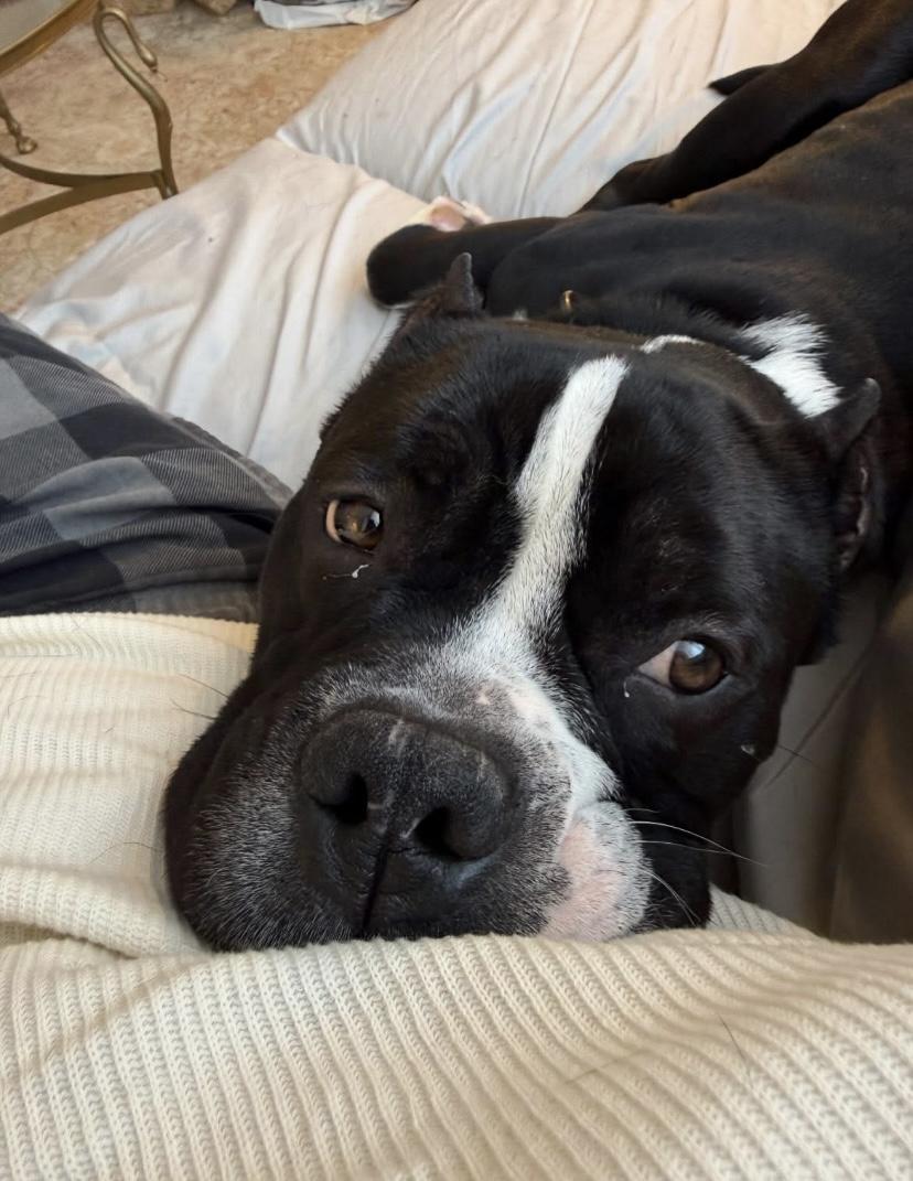 Enlarge Dixon, a ADOPTABLE mixed breed in Philadelphia, PA image 4/6